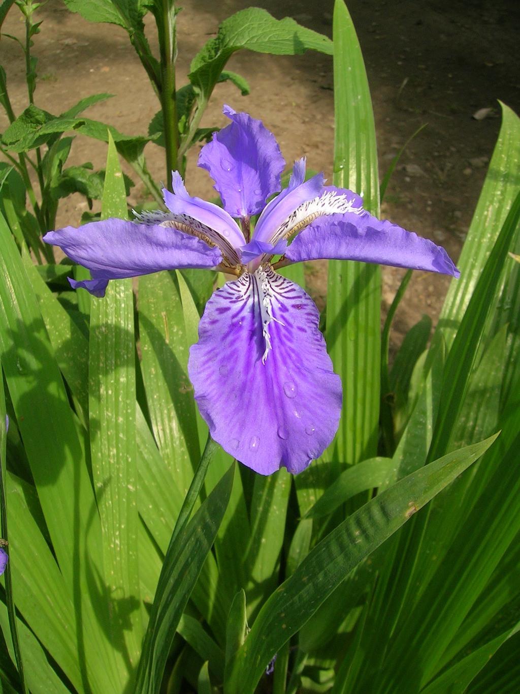Iris tectorum, Japanese roof iris — clumping deciduous (Iridaceae) (image 5 of 10)