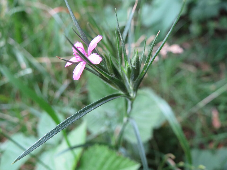 Dianthus armeria (Deptford pink)