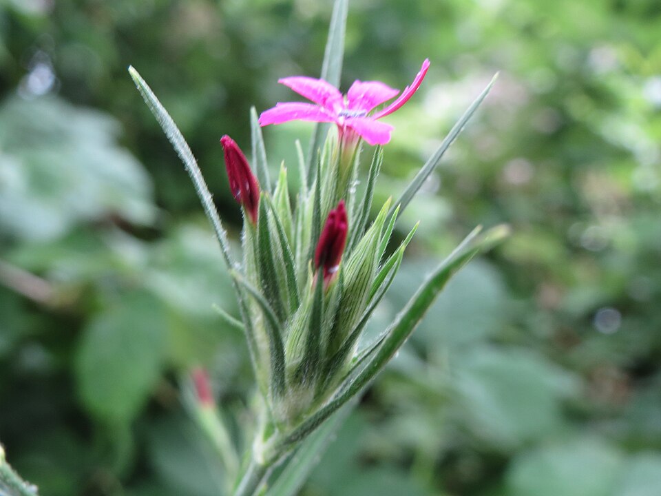 Dianthus armeria (Deptford pink)