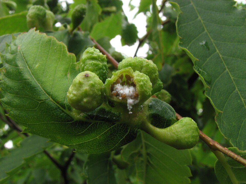 Zelkova serrata (sawleaf zelkova) (alternate view 6)