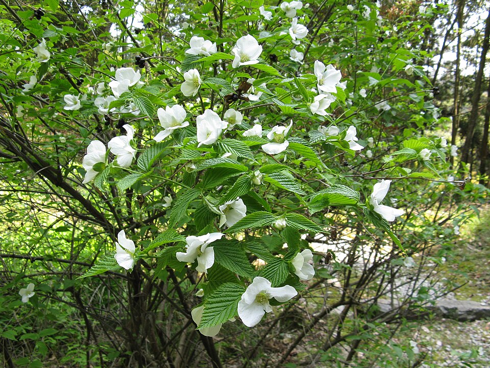Rhodotypos scandens (jetbead) (alternate view 8)