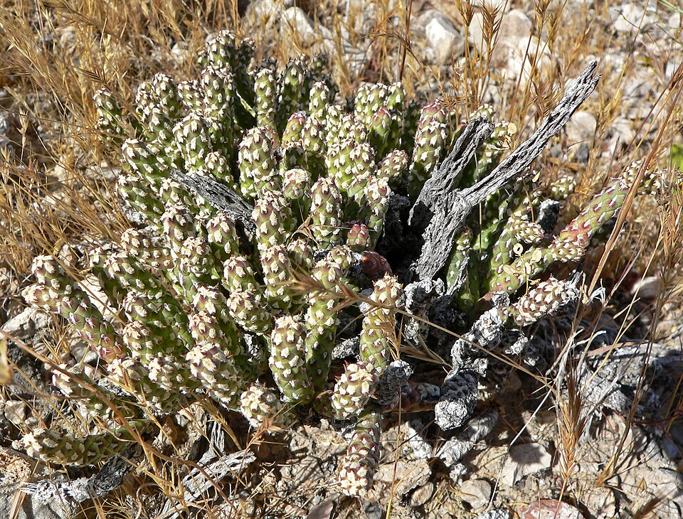 Cylindropuntia ramosissima (Branched Pencil Cholla) (alternate view 10)
