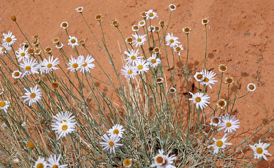Erigeron divergens (spreading fleabane) (alternate view 3)