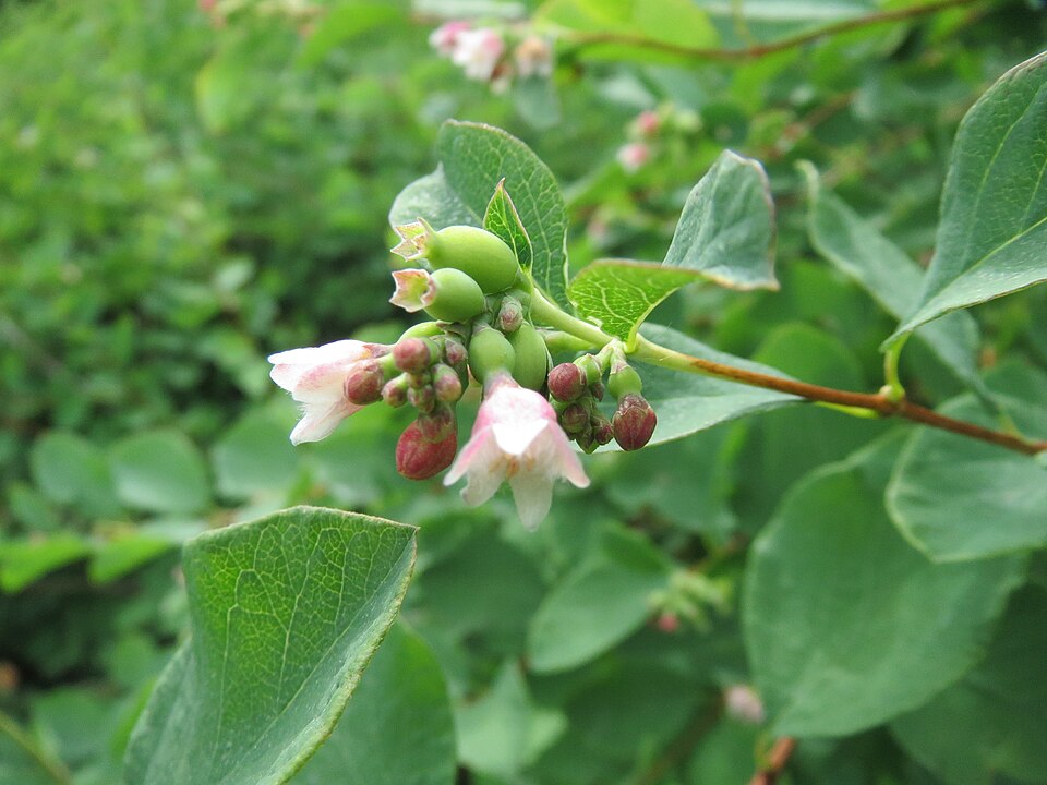 Symphoricarpos albus (snowberry) (alternate view 8)
