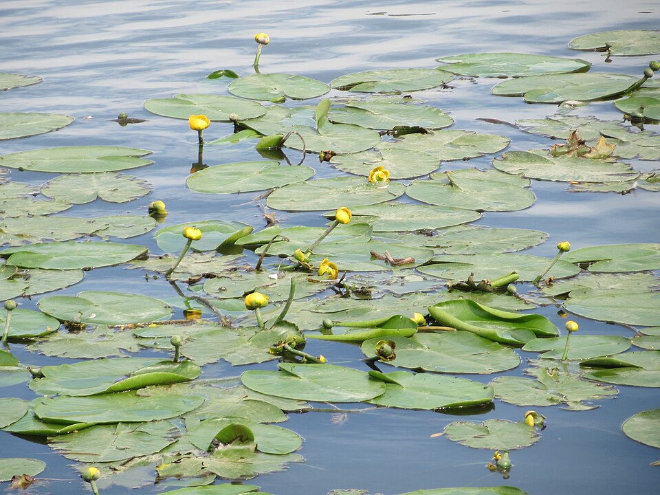Nuphar lutea (yellow water-lily)