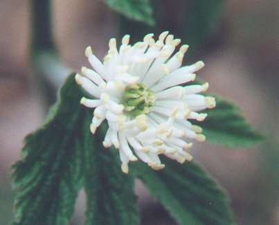 Hydrastis canadensis (Goldenseal) (alternate view 3)