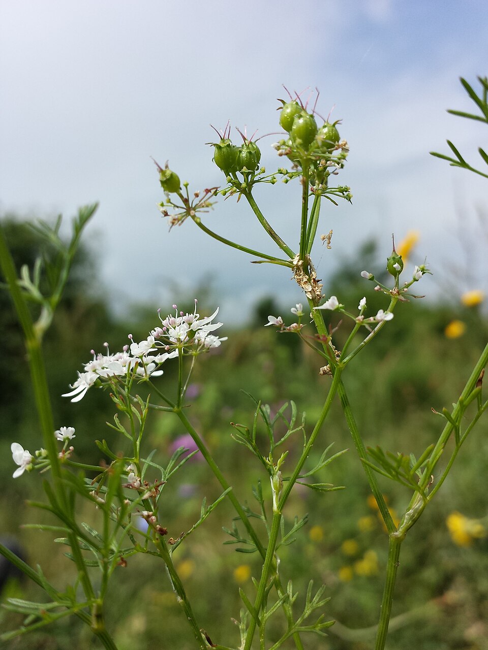 Coriandrum sativum (Cilantro) (alternate view 8)