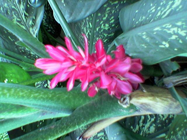 Alpinia purpurata (Red Ginger) (alternate view 9)