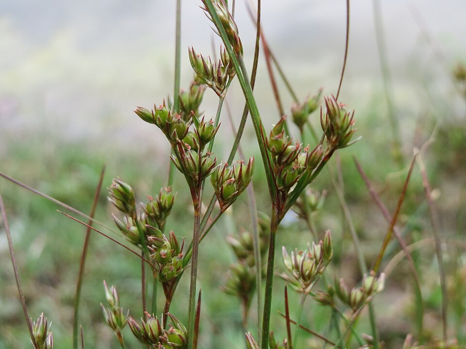 Juncus tenuis (Path Rush) (alternate view 5)
