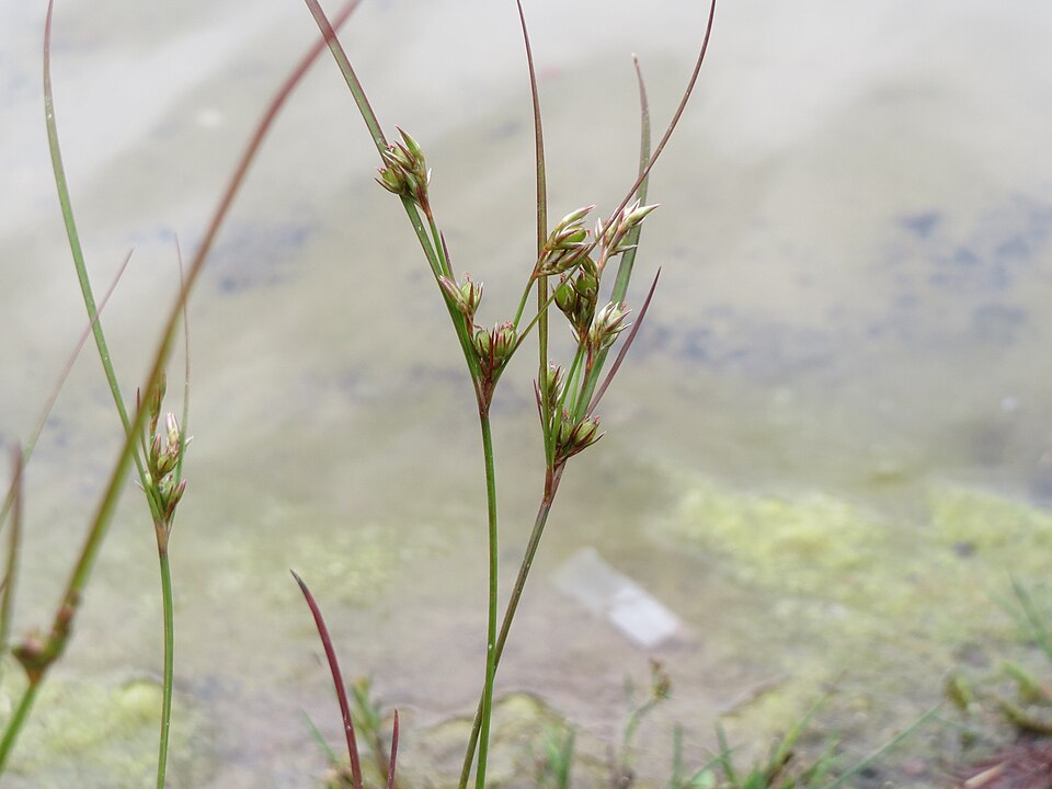 Juncus tenuis (Path Rush) (alternate view 6)