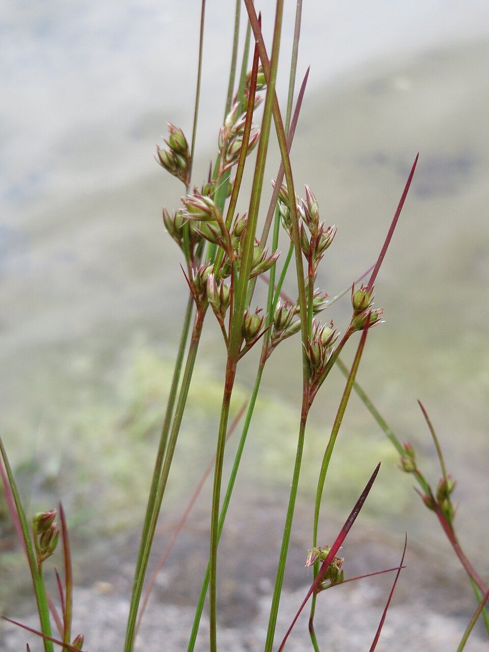 Juncus tenuis (Path Rush) (alternate view 7)