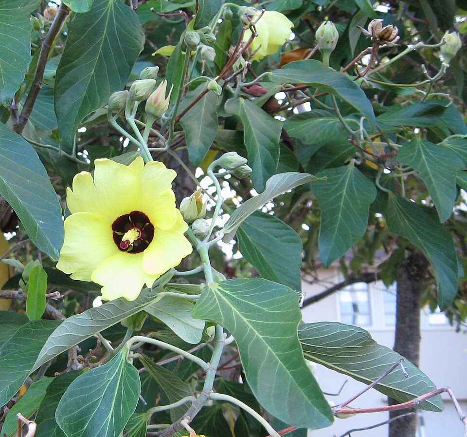 Hibiscus tiliaceus (sea hibiscus) (alternate view 6)