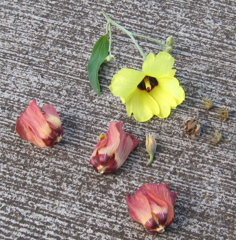 Hibiscus tiliaceus (sea hibiscus) (alternate view 7)