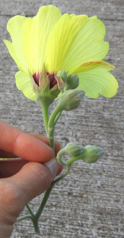 Hibiscus tiliaceus (sea hibiscus) (alternate view 8)