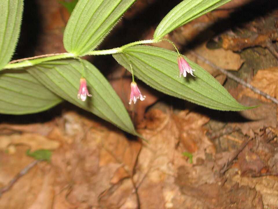Streptopus lanceolatus (rose twisted-stalk)