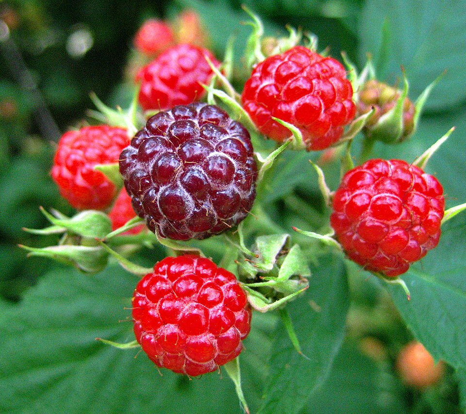 Rubus occidentalis (black raspberry)