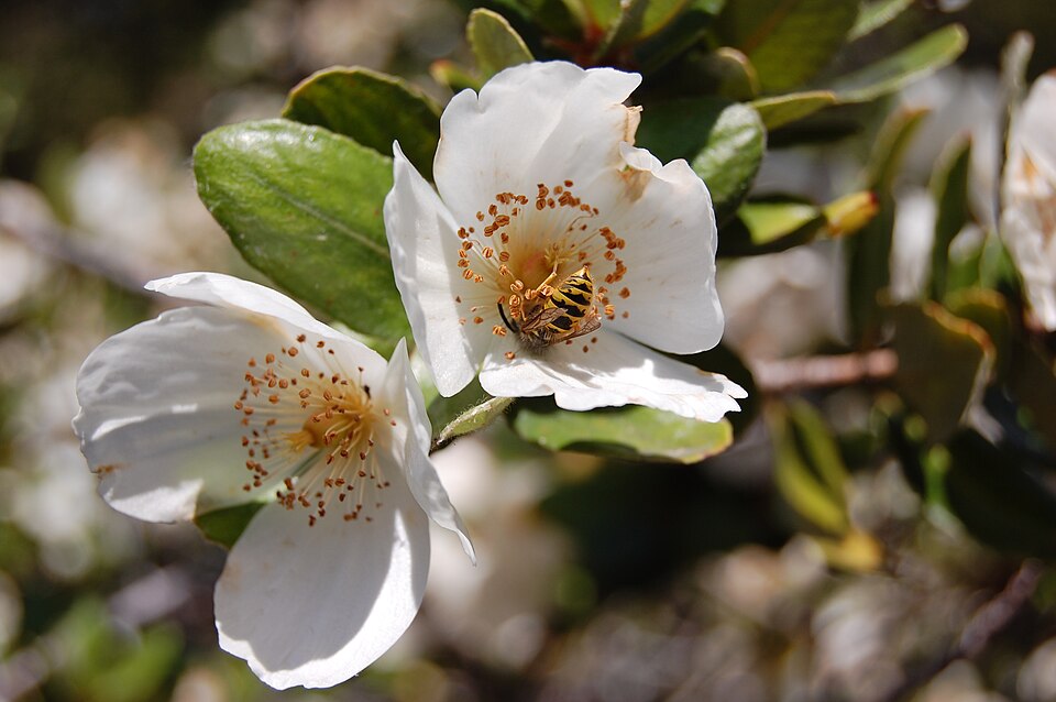 Eucryphia cordifolia (eucryphia) (alternate view 4)