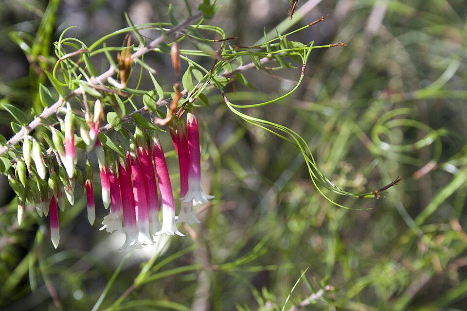 Epacris longiflora (Fuchsia Heath) (alternate view 10)