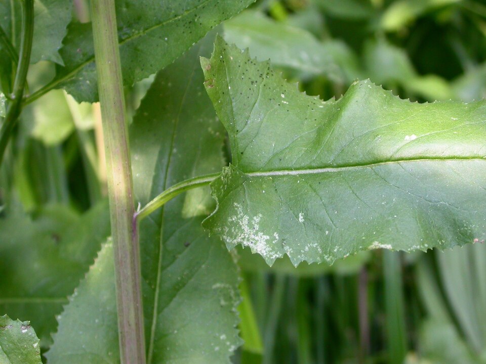 Senecio triangularis (Arrowleaf Senecio) (alternate view 7)
