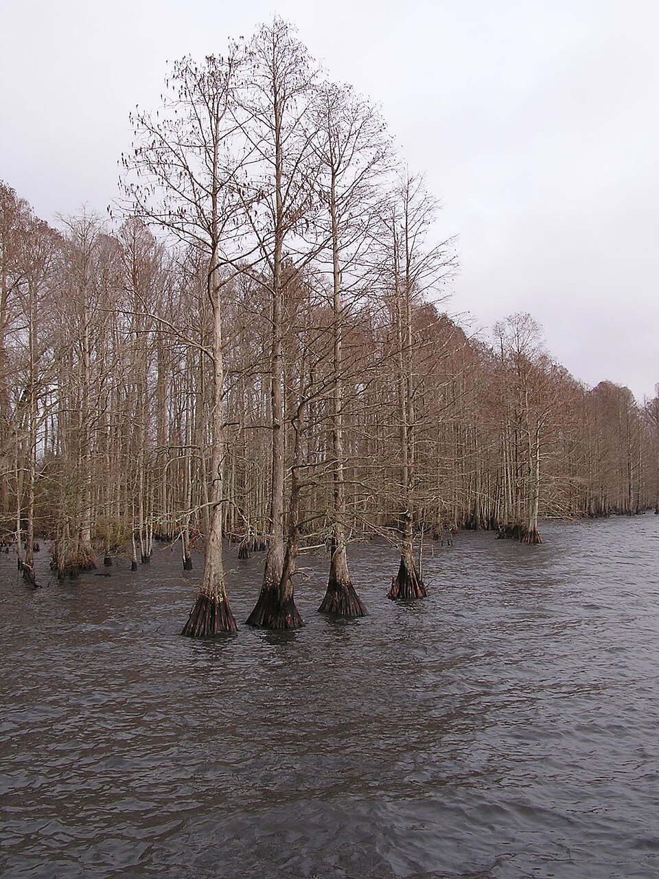 Taxodium distichum (bald cypress) (alternate view 5)