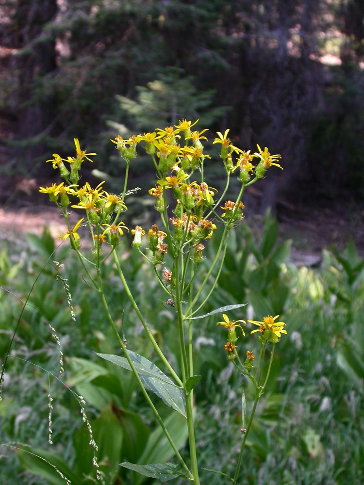Senecio triangularis (Arrowleaf Senecio) (alternate view 8)