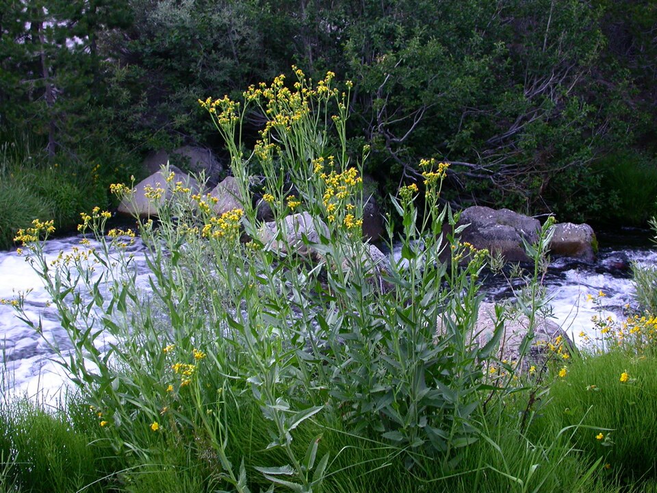 Senecio triangularis (Arrowleaf Senecio) (alternate view 9)