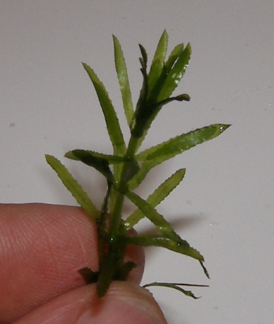Hydrilla verticillata (hydrilla)