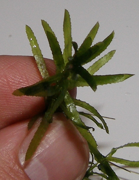 Hydrilla verticillata (hydrilla)