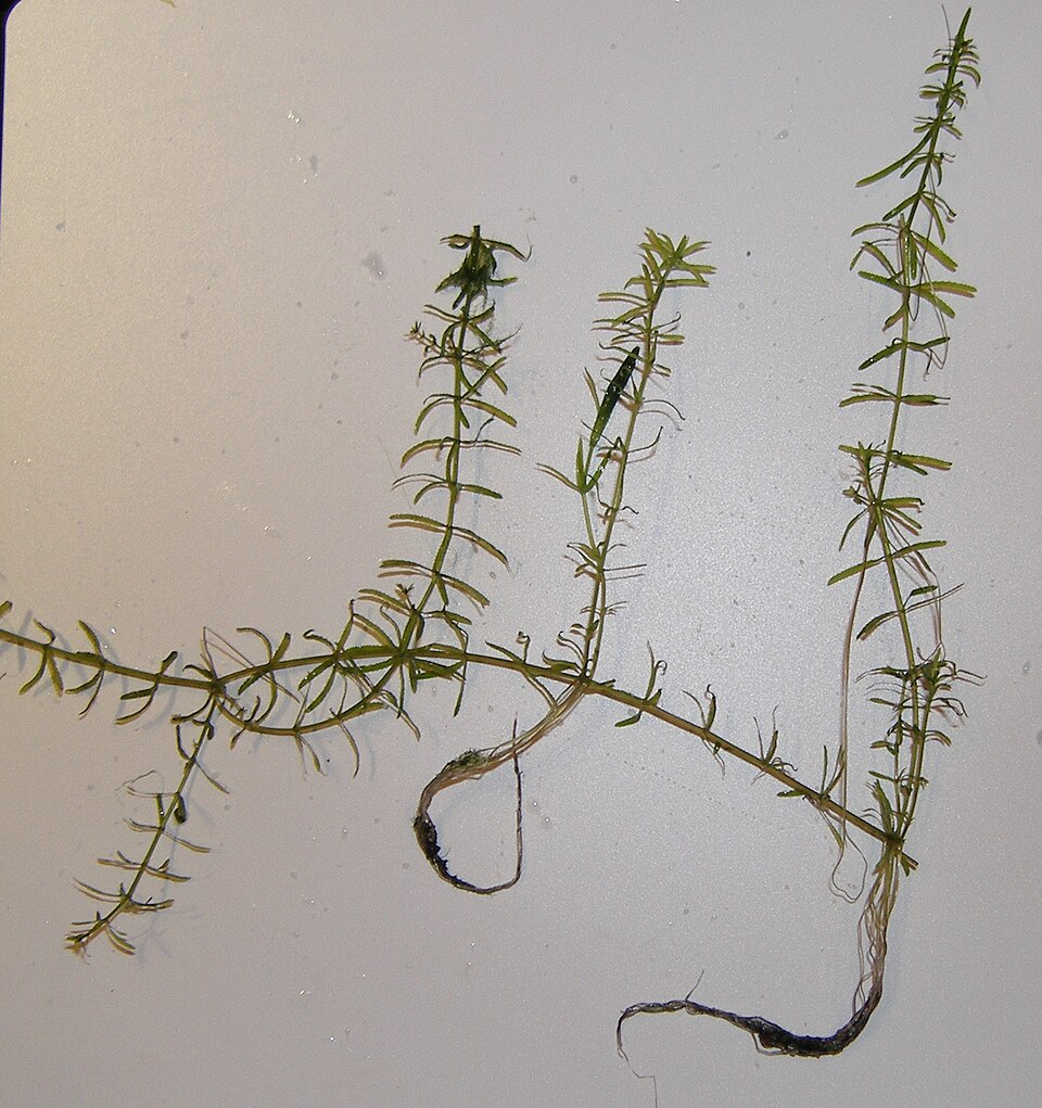 Hydrilla verticillata (hydrilla)