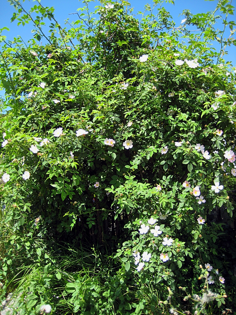 Rosa canina (dog rose) (alternate view 7)