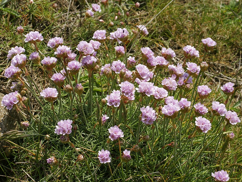 Armeria maritima (sea thift) (alternate view 5)