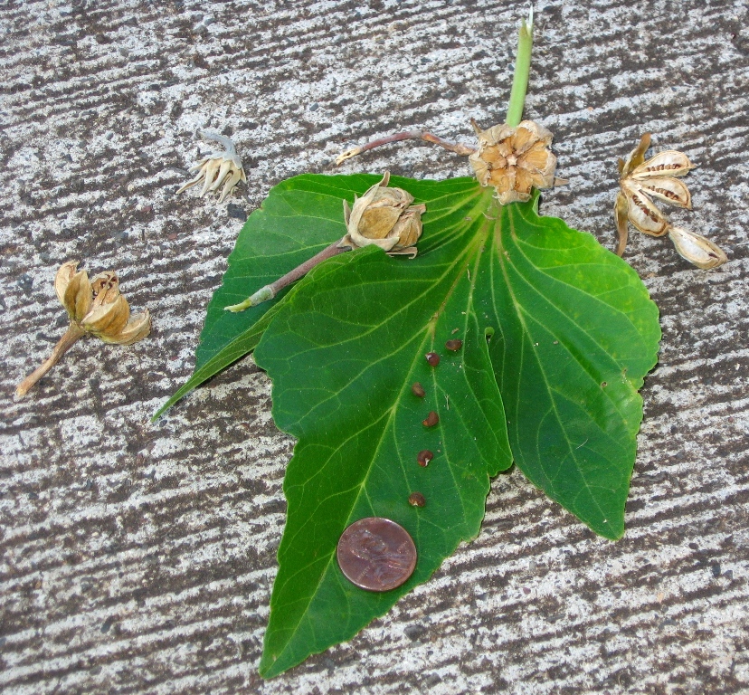 Hibiscus tiliaceus (sea hibiscus) (alternate view 9)
