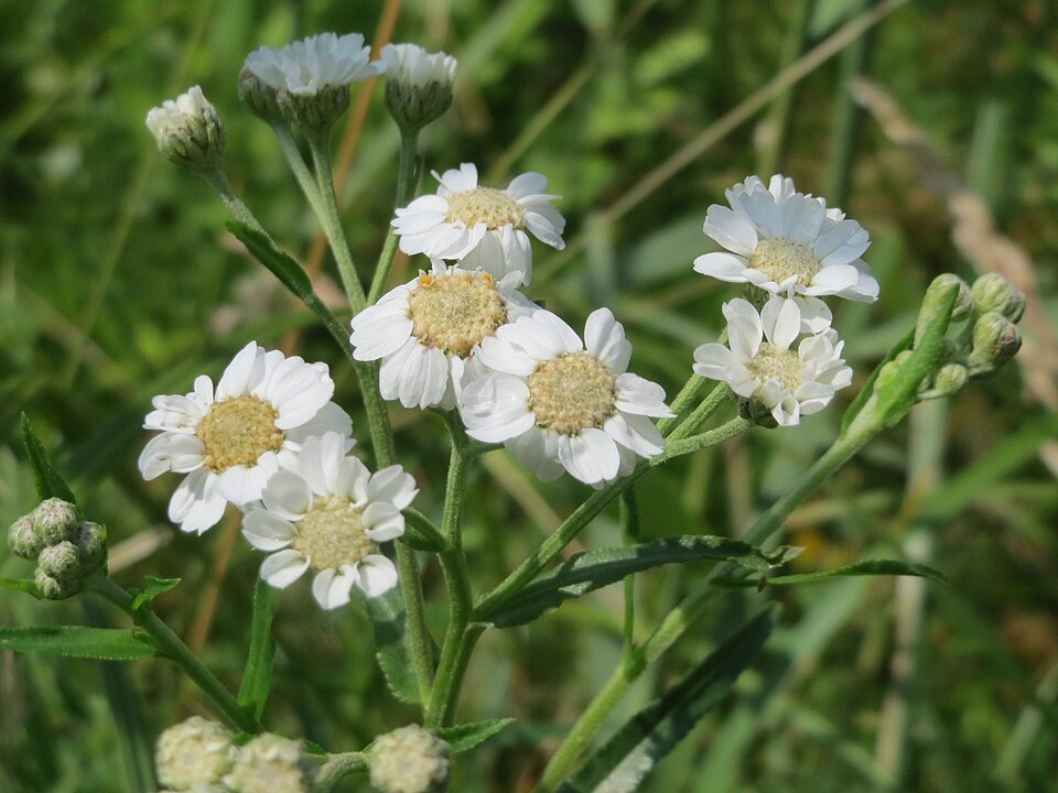 Achillea ptarmica (Sneezewort)