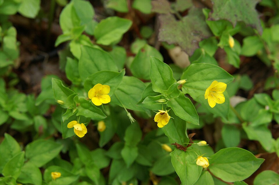 Lysimachia nemorum (Yellow Pimpernel)