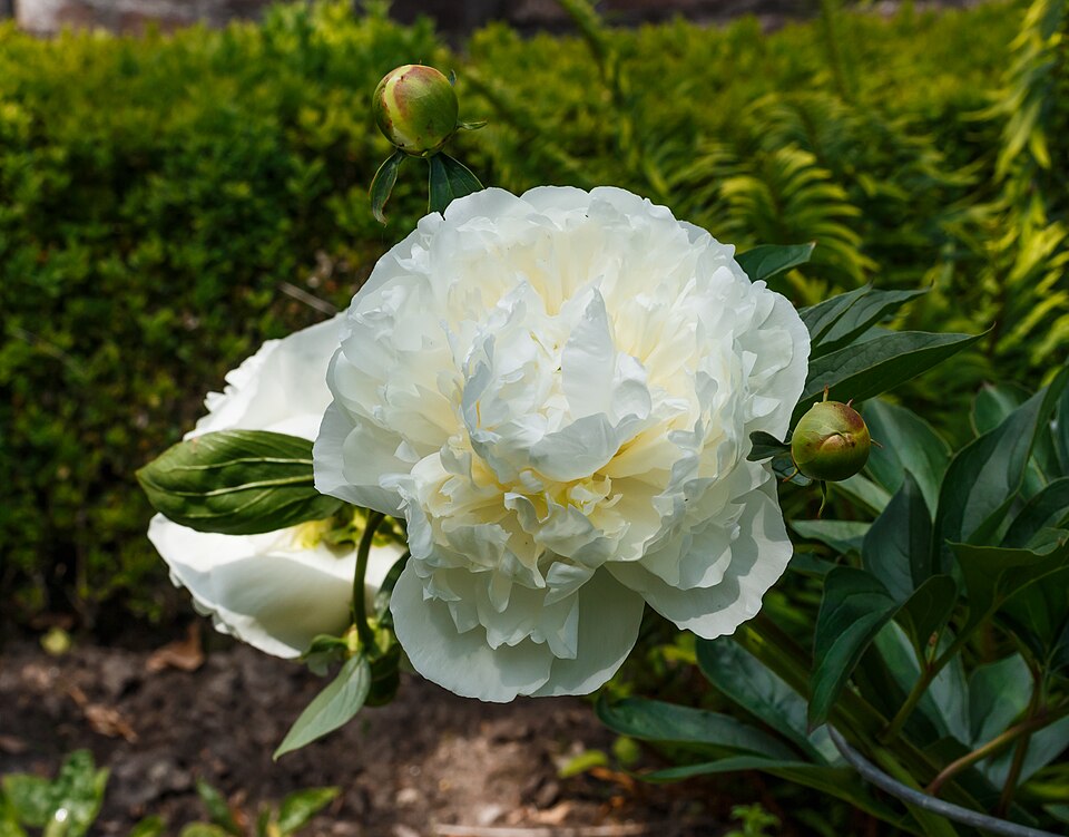 Paeonia lactiflora 'Duchesse de Nemours' (Duchesse de Nemours Peony)