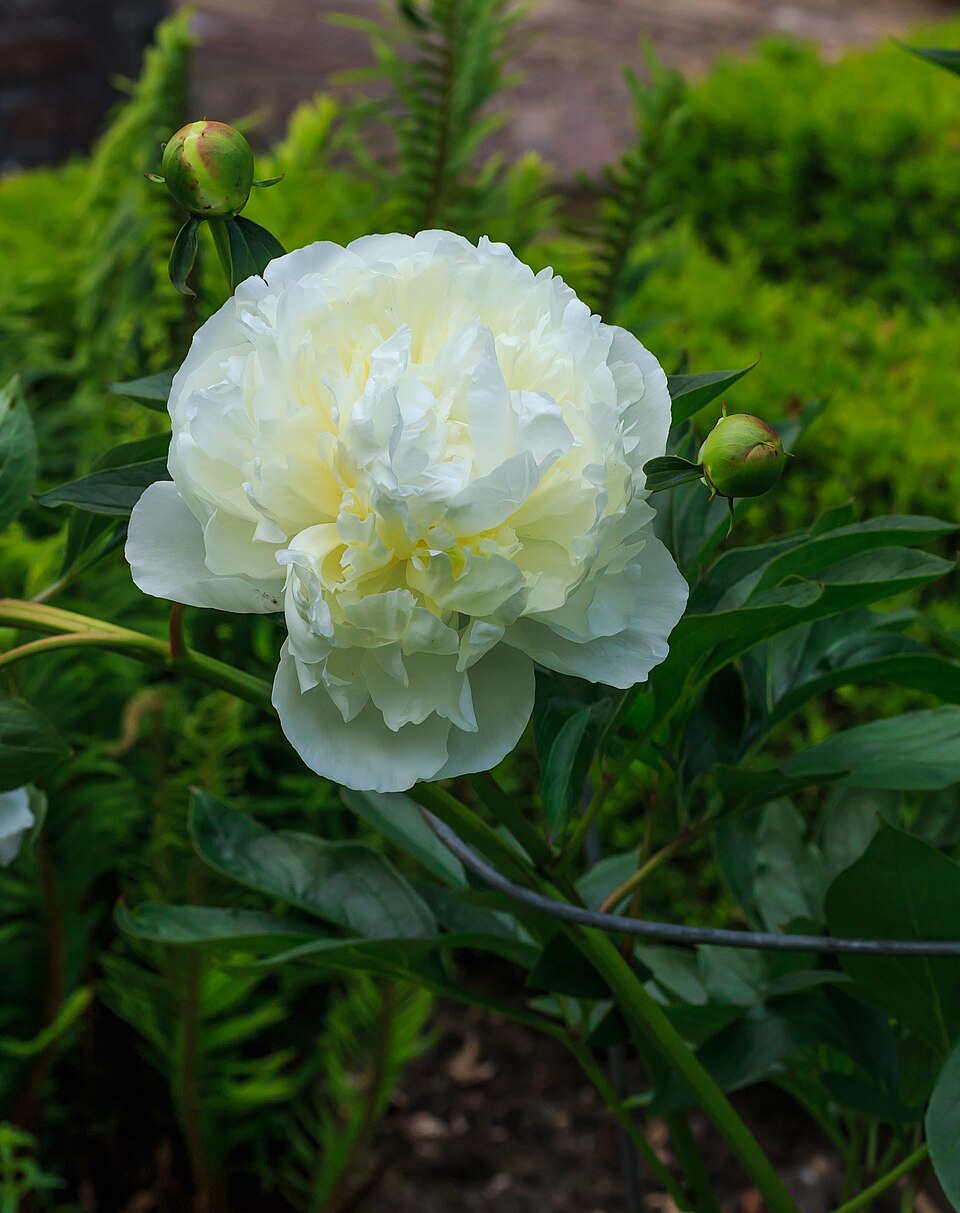 Paeonia lactiflora 'Duchesse de Nemours' (Duchesse de Nemours Peony) (alternate view 2)