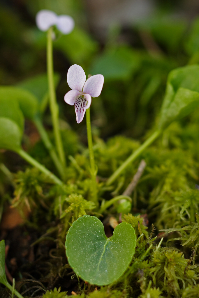 Viola palustris (Marsh Violet) (alternate view 12)