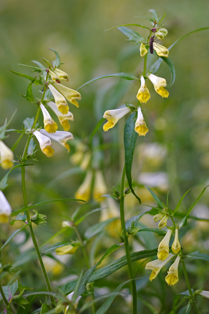Melampyrum pratense (Common Cow-wheat)