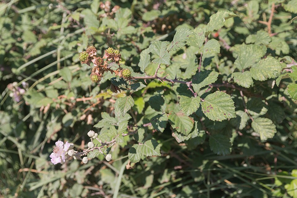 Rubus vestitus (Vested Blackberry)