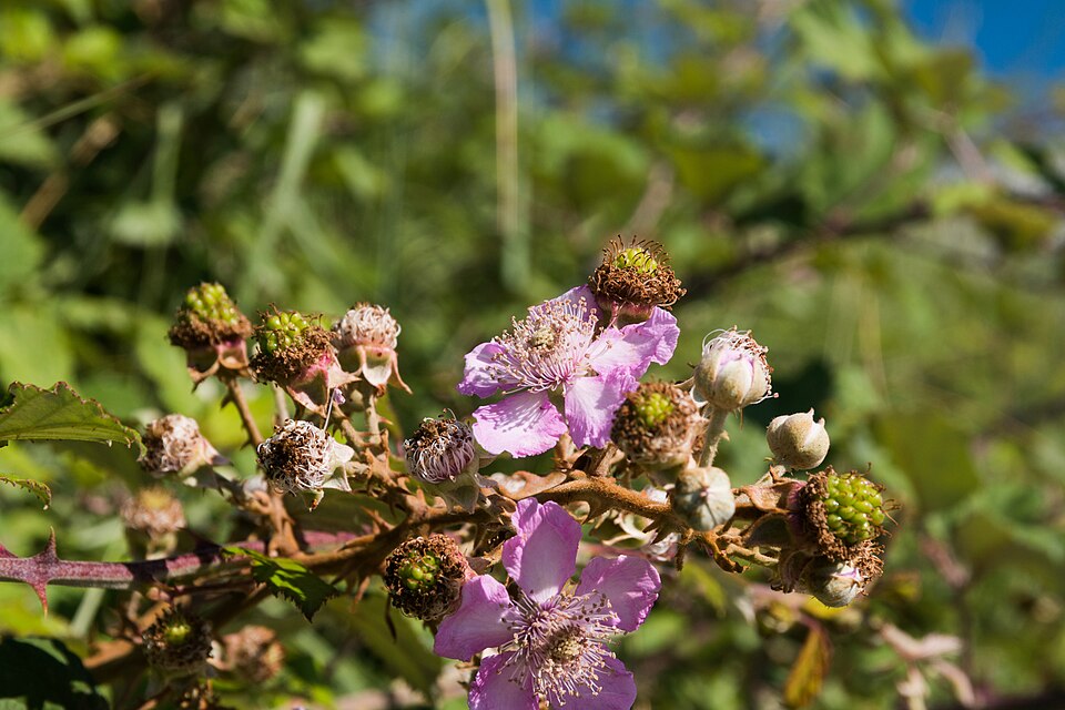 Rubus vestitus (Vested Blackberry)