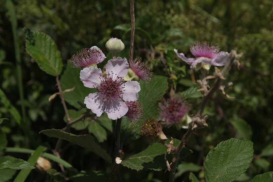 Rubus vestitus (Vested Blackberry)