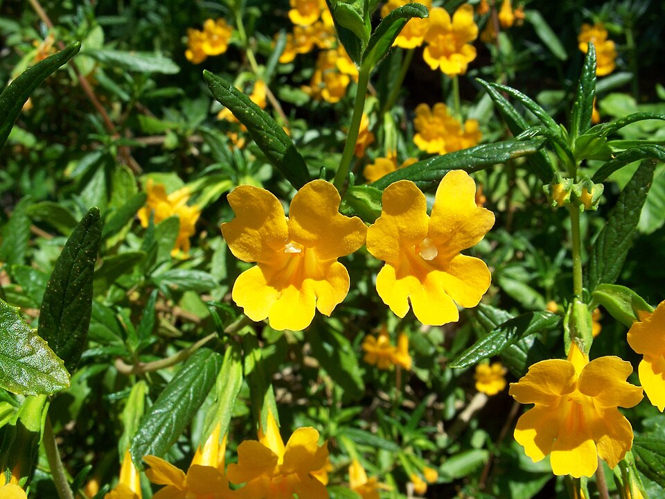 Diplacus aurantiacus (orange bush monkeyflower)