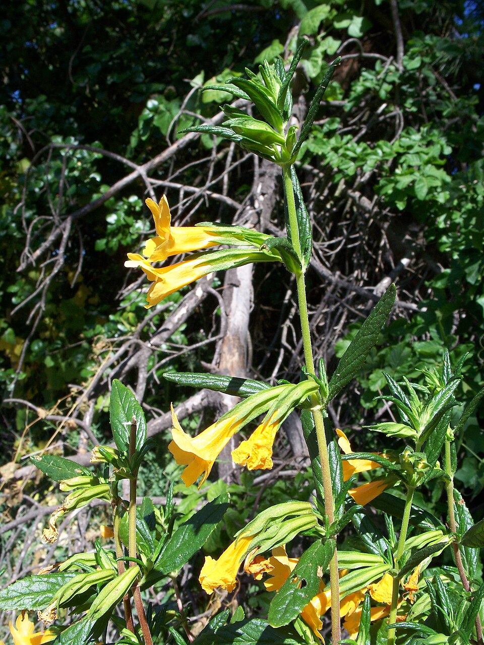 Diplacus aurantiacus (orange bush monkeyflower)