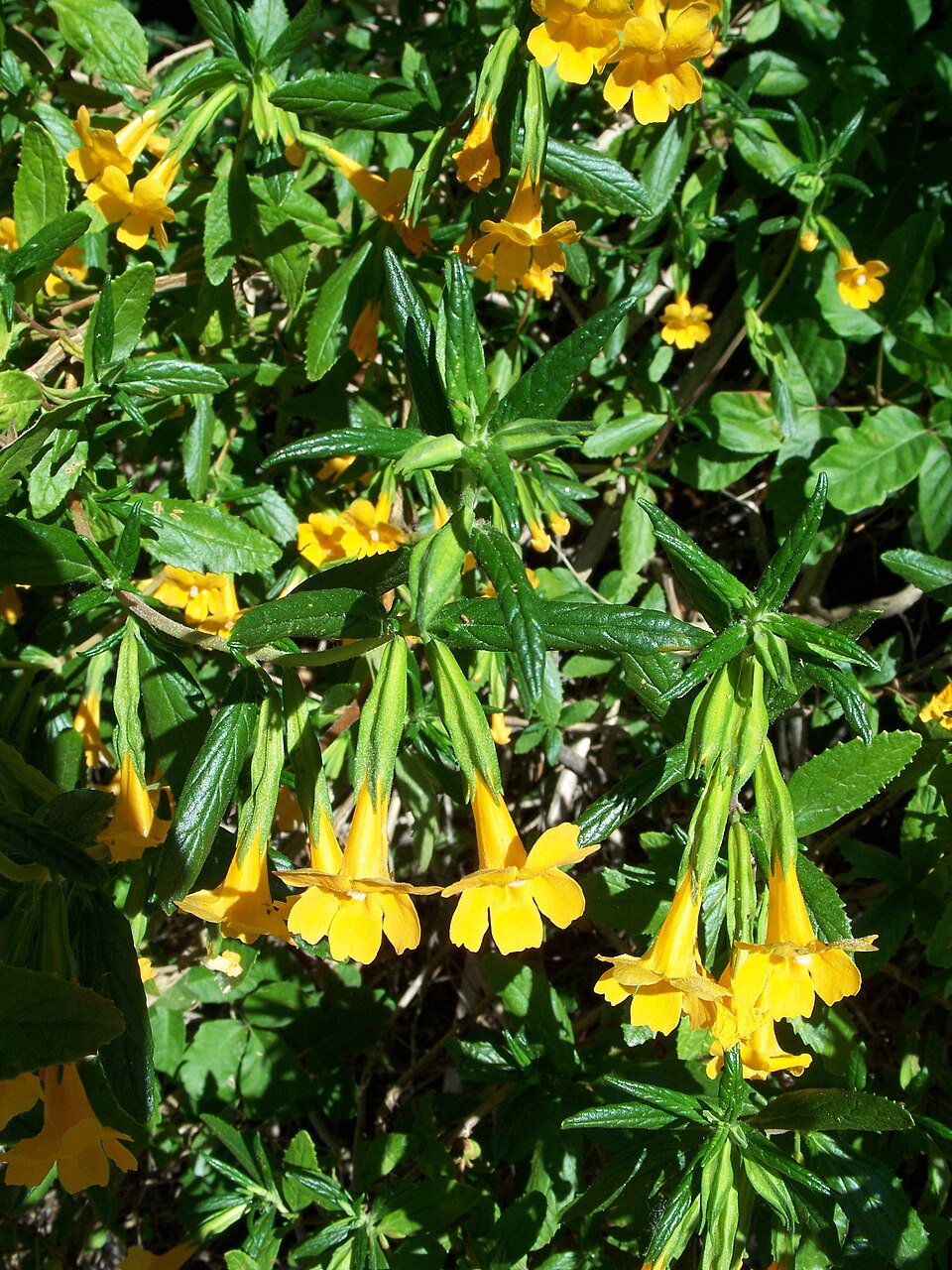 Diplacus aurantiacus (orange bush monkeyflower)