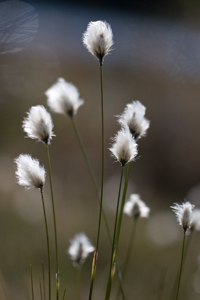 Eriophorum vaginatum (tussock cottongrass)