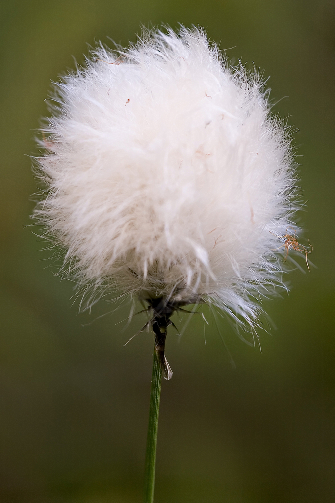 Eriophorum vaginatum (tussock cottongrass)