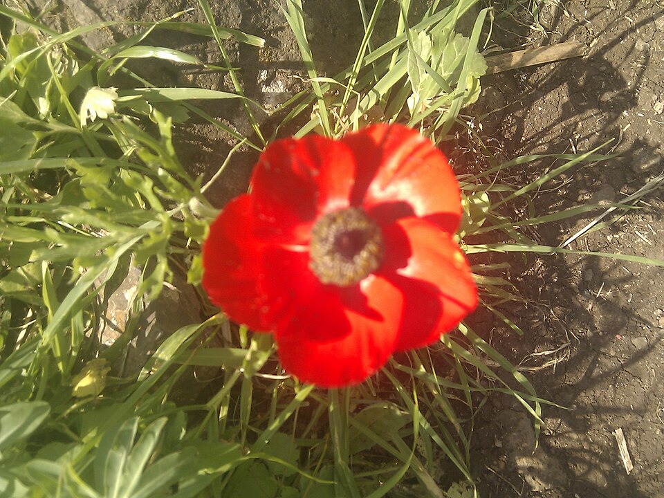 Ranunculus (buttercups) (alternate view 4)