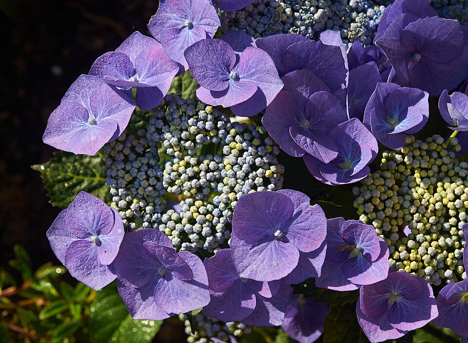 Hydrangea macrophylla 'Blaumeise' (Blue Tit Hydrangea) (alternate view 3)