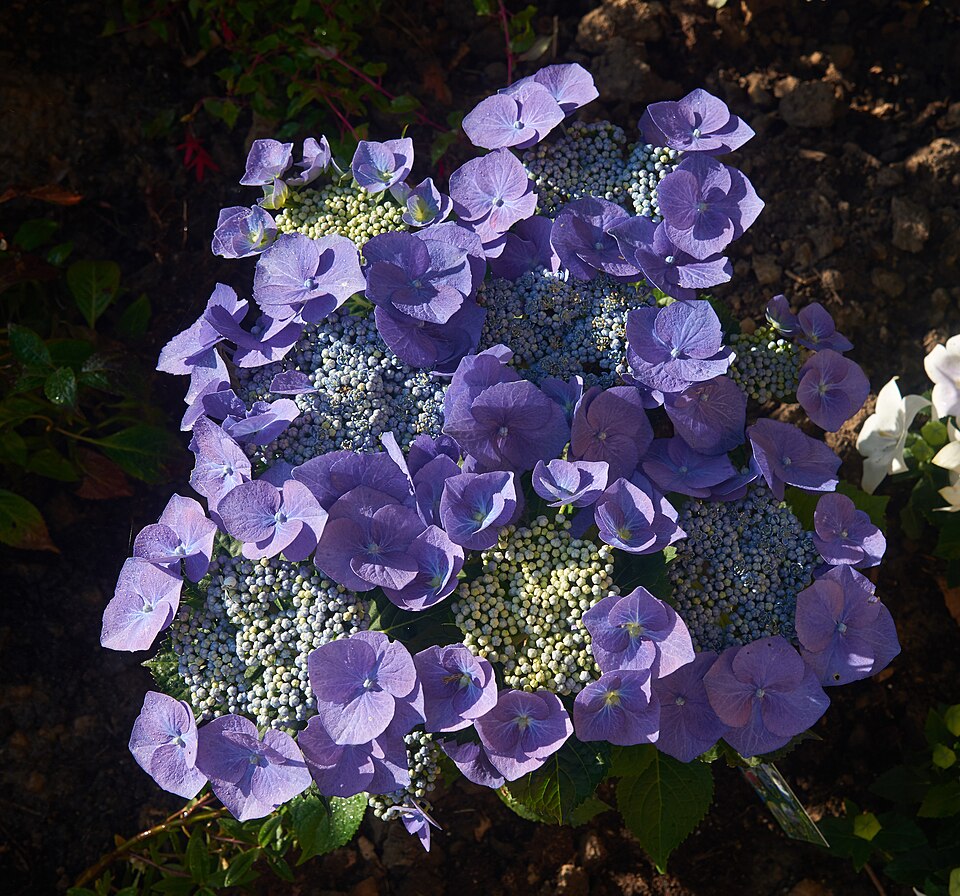 Hydrangea macrophylla 'Blaumeise' (Blue Tit Hydrangea) (alternate view 4)