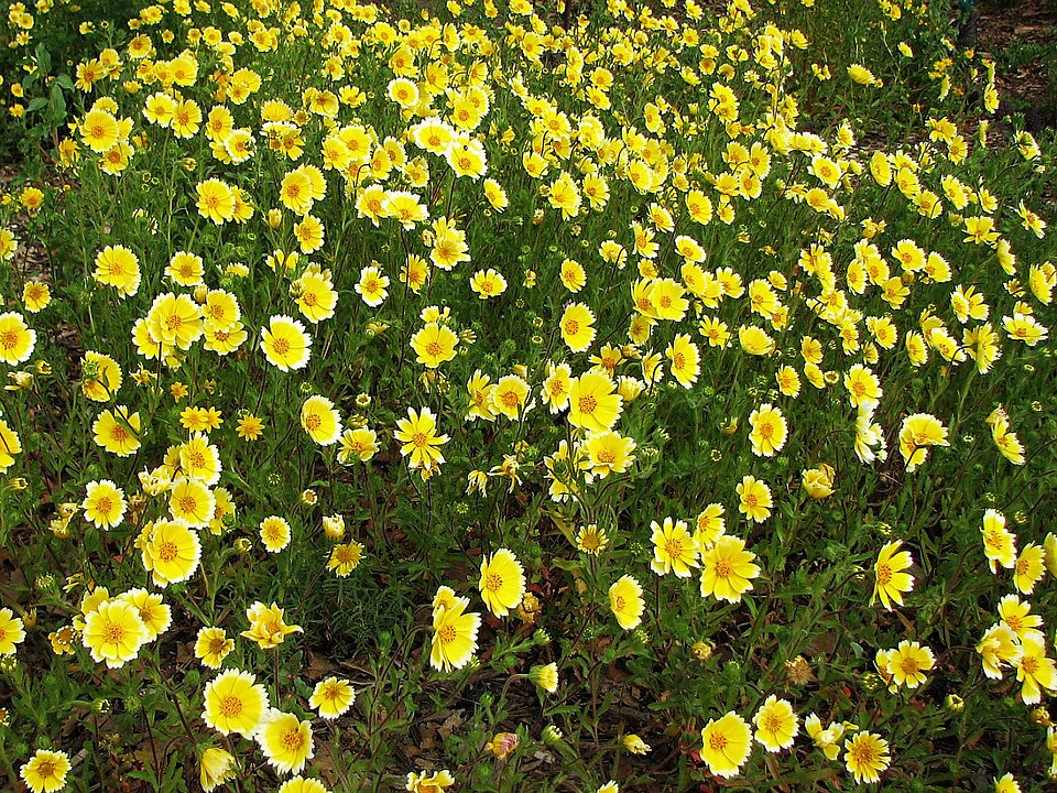 Layia platyglossa (tidy tips) (alternate view 2)